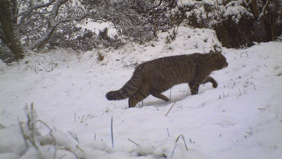 The Heritage Lottery Fund is helping to protect Scottish wildcats