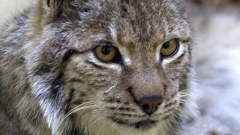 Lynx