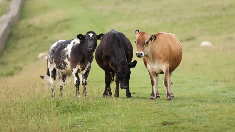 The trial found cost savings from feeding pre-fermented yeast to finishing heifers