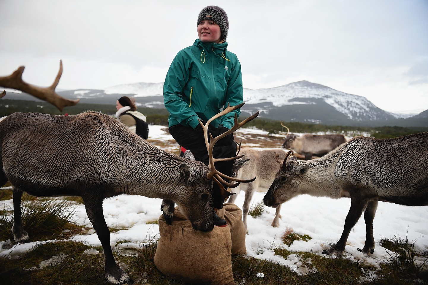 The Cairngorms reindeer