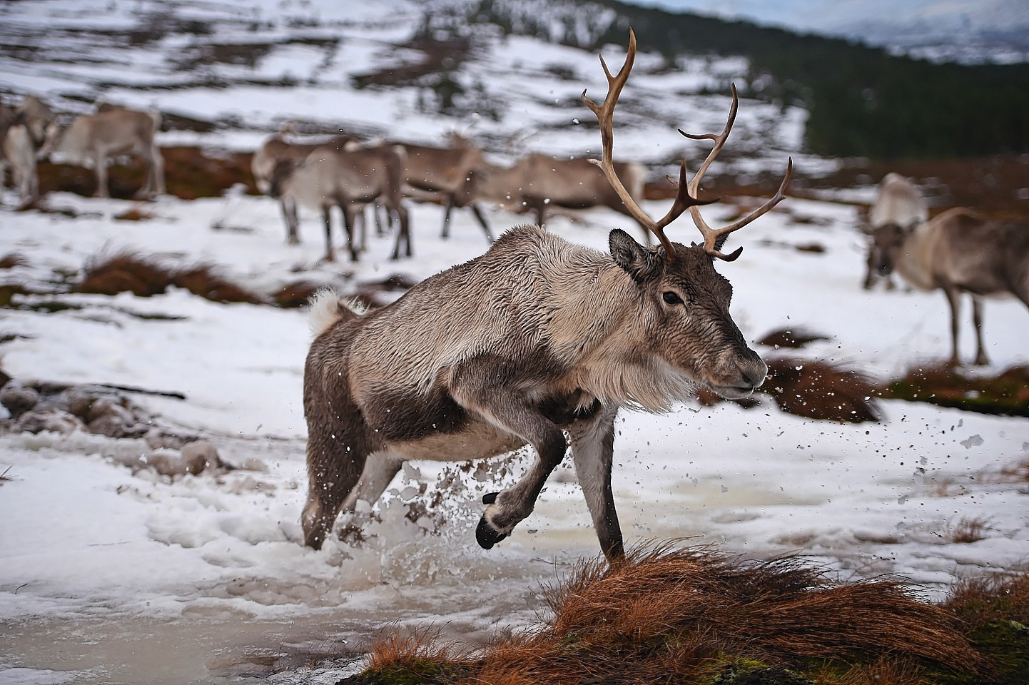 The Cairngorms reindeer