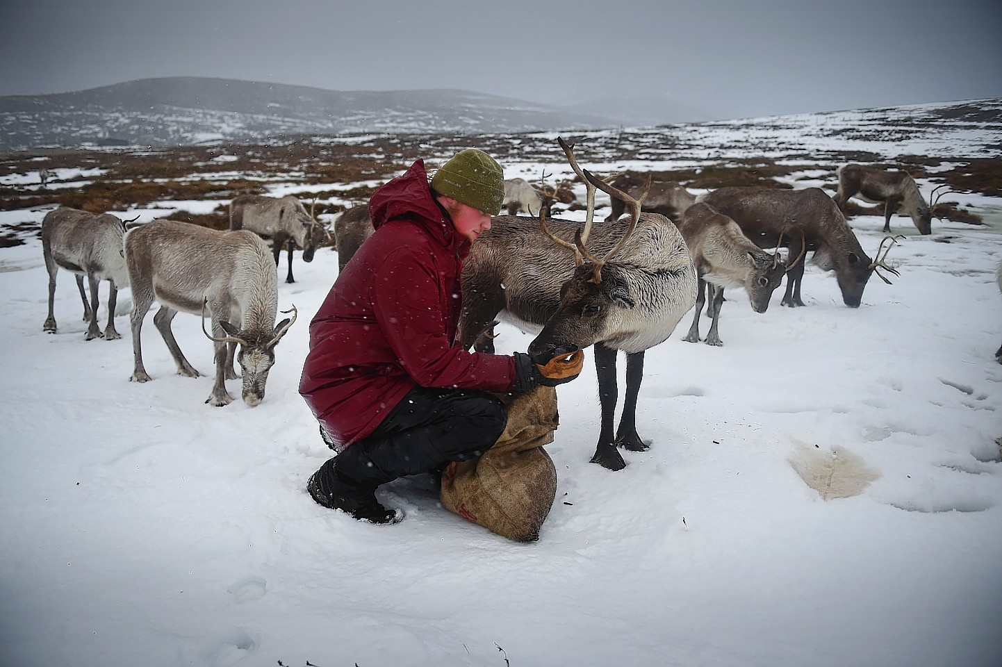 In Pictures Santa S Reindeer Living In The Cairngorms National Park