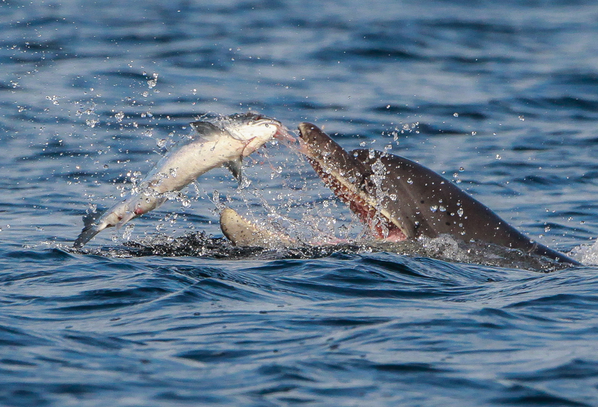 "Dolphin with Fish" by Bob Humphreys