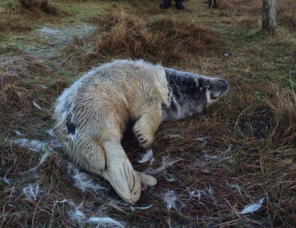 The grey seal pup was found by the Holt family