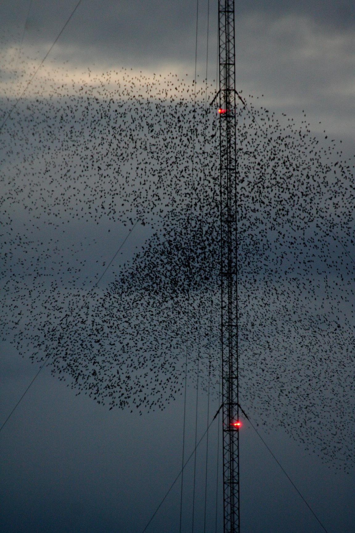 Thousands of starlings flock over Strathbeg. Photo taken by Lisa Trainer.
