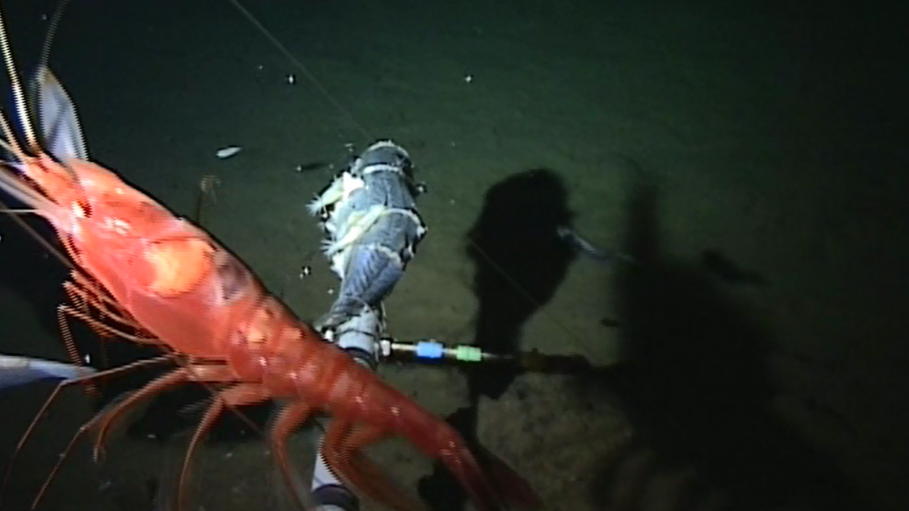 The species were found in the Mariana Trench, one of the world's biggest