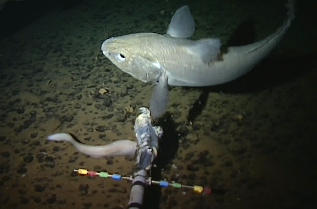 video-world-s-deepest-fish-discovered-in-mariana-trench-by-aberdeen