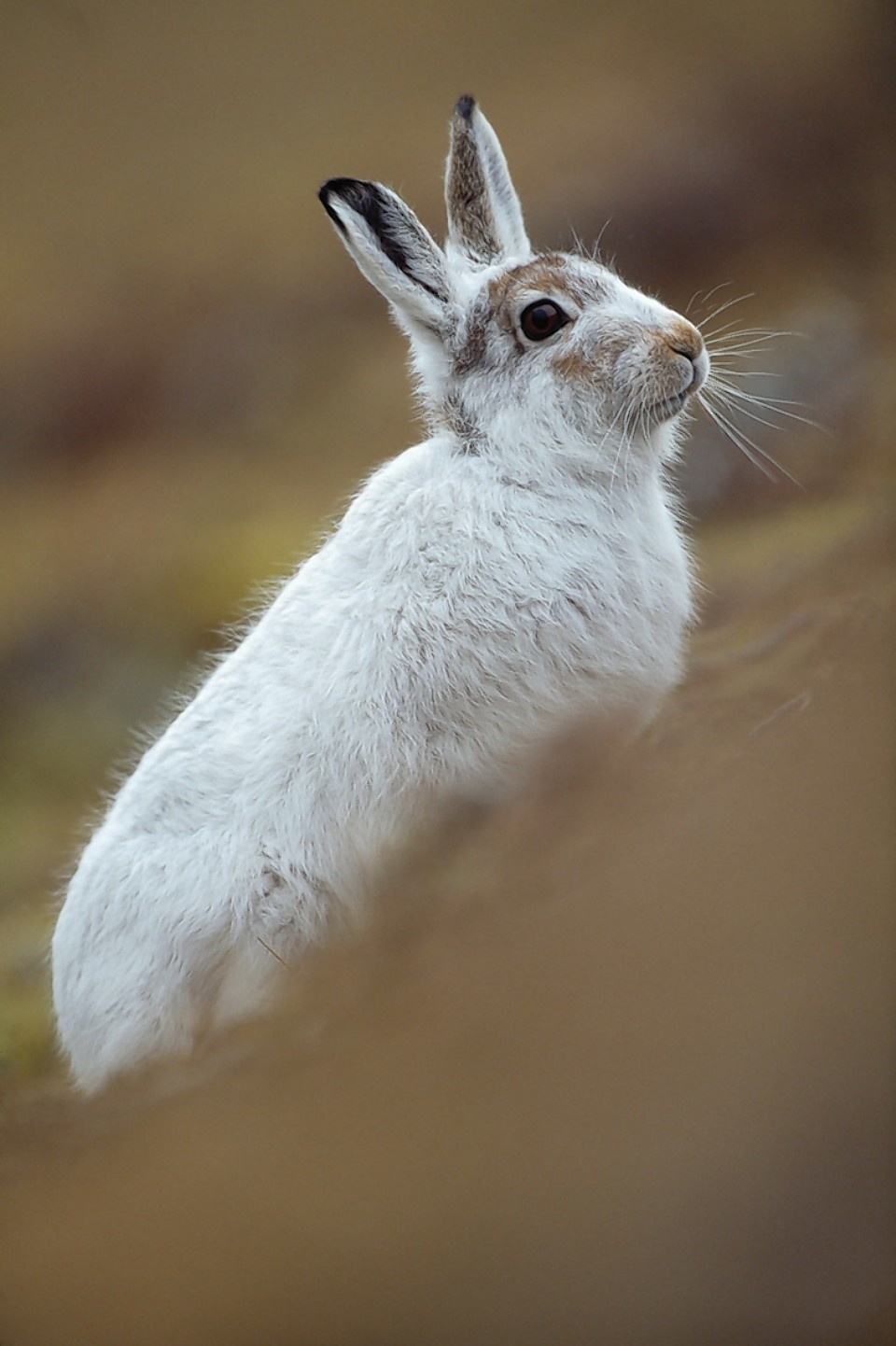 Estates are urged not to carry out large-scale culls of mountain hares.
