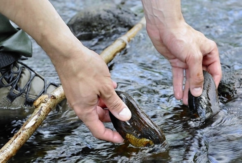 Work has started to protect endangered freshwater mussels in the River Spey.