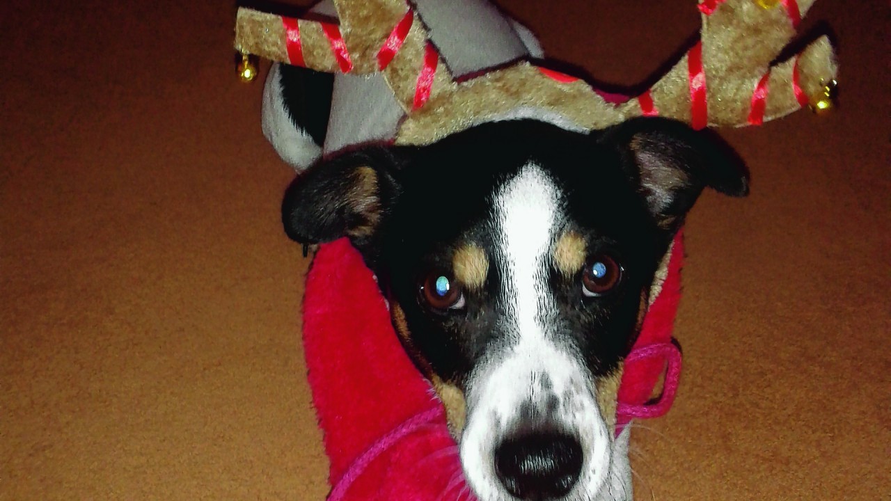 Meet Archie, a very festive Jack Russell, who lives with Rory Angus Whyte at Keithhall, Inverurie.