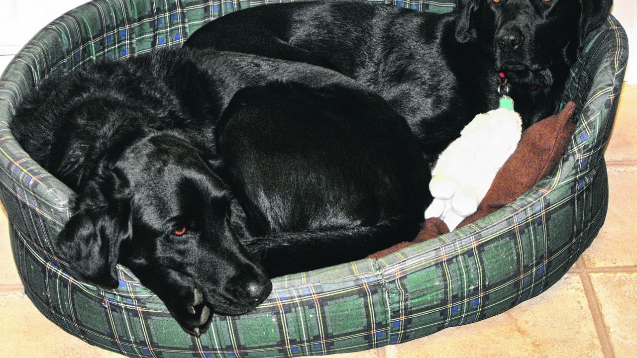 Labrador Ellie and rescue dog Alfie, a retriever/labrador cross, live with Betty and Jack 
Proctor in Montrose.