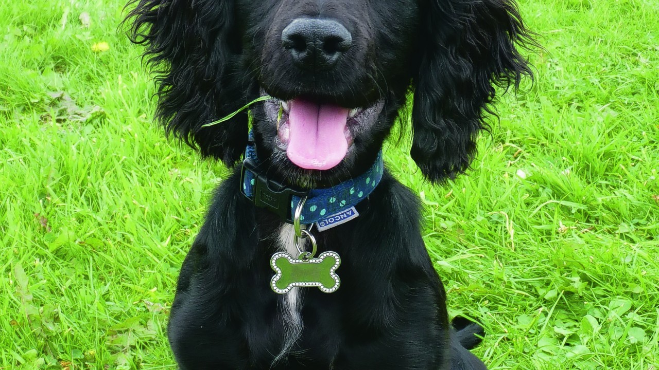 Here is Louie who is a lively five month old 
cocker spaniel pup, who stays with Andy and Eileen Riddoch in Buckie.
