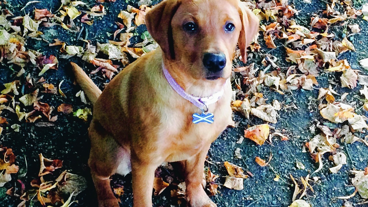 This is Maya, the gorgeous fox red Labrador pup who lives with Linda, Grant, Connie, Mhairi and Hannah McFarlane in Kilsyth.