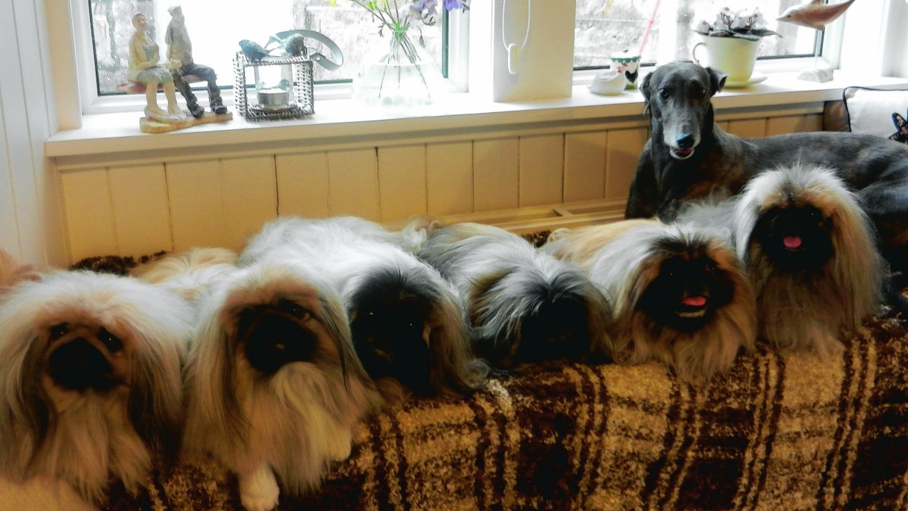 L-R: Mr Bumble, Chico, Max, Gizmo, Sumo, Sacha, and Cora the greyhound all live with the Yeats family in Lossiemouth.