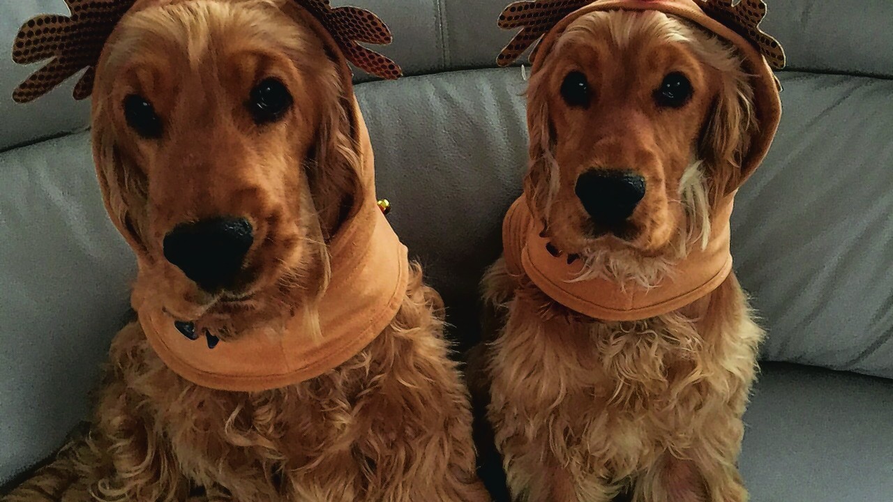 This is Olly and Lucy from Macduff all ready for Christmas. They are brother and sister and are nine months old. Olly is Alison's dog and Lucy is Amanda's dog. They are getting an early Christmas 
present by being our joint winners this week.