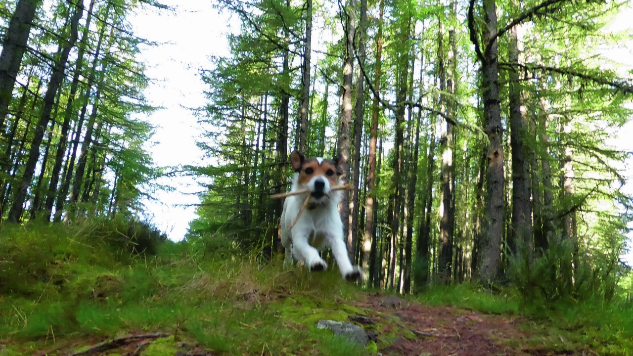 This is Pip the Parson Russell Terrier flying through the forest while on holiday at Culloden 
with owner Ann Sinclair of Inverurie.