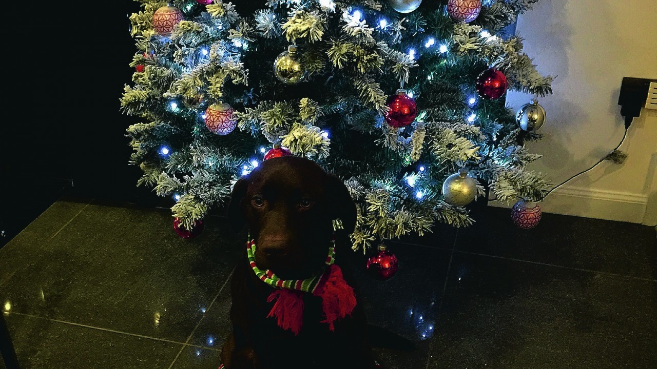 Here is Sophie getting all ready for Christmas. She lives in Macduff with Dave Masson and Colleen 
Murray.