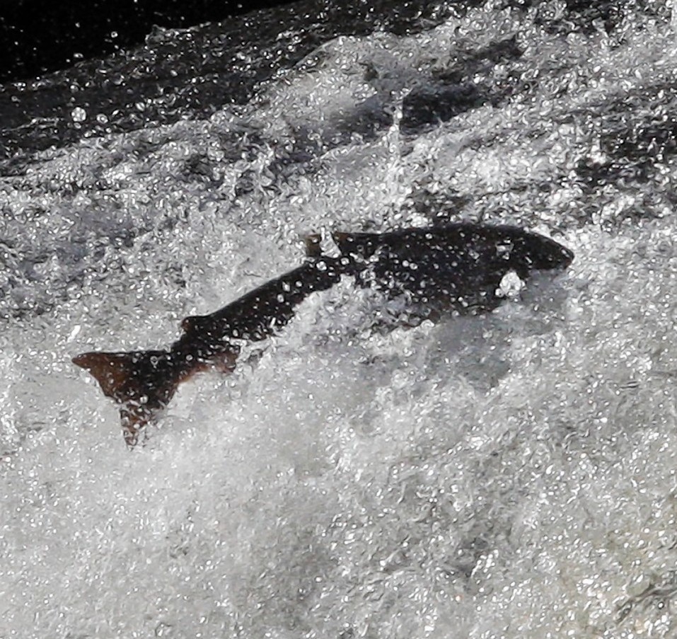 It is claimed that numbers of wild salmon are down