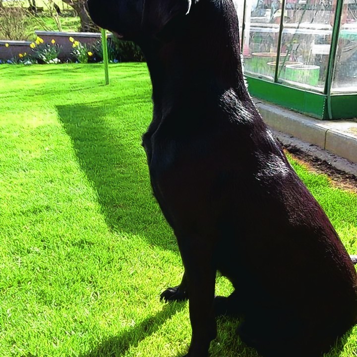 This is Mac the two year old black Labrador who loves to watch the world go by. He lives with Mike Morisoncorr and Aileen Moir in Turriff.