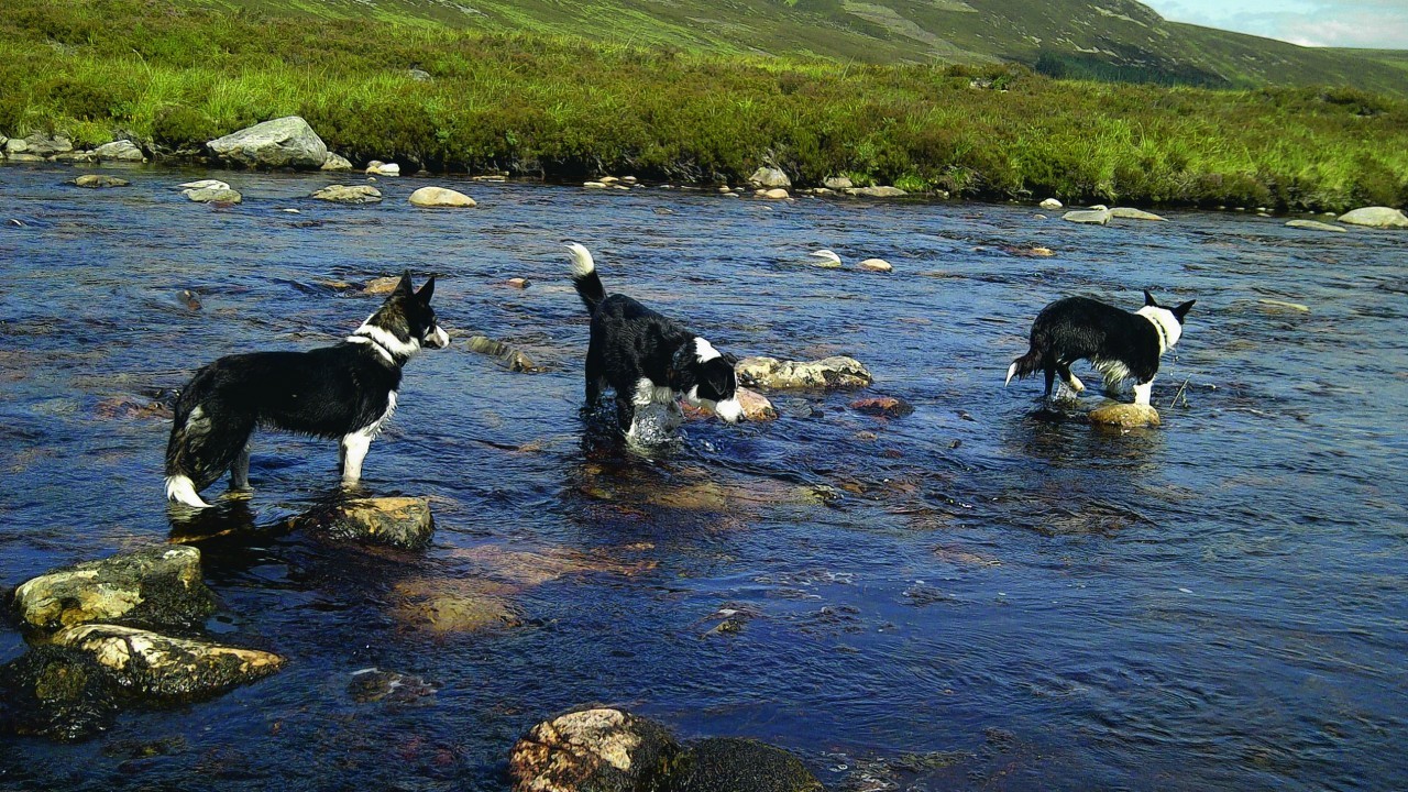 From L- R: Spark, Rocket and Jet paddling in the Dee at Braemar. They are owned by Catherine and Douglas Munro of Fortrose, Ross-shire. They are our winners this week.