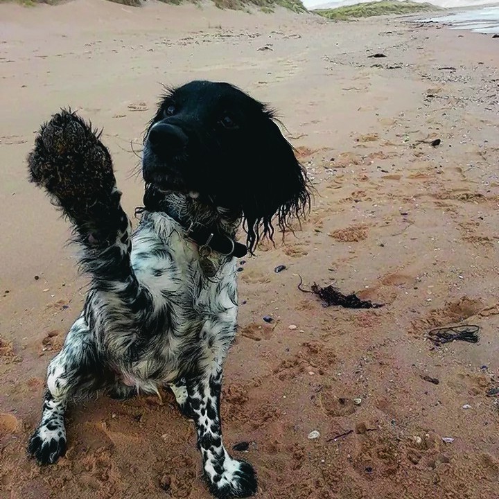 Sam, Murphy and Brodie all live in Dornoch with the Macrae family.