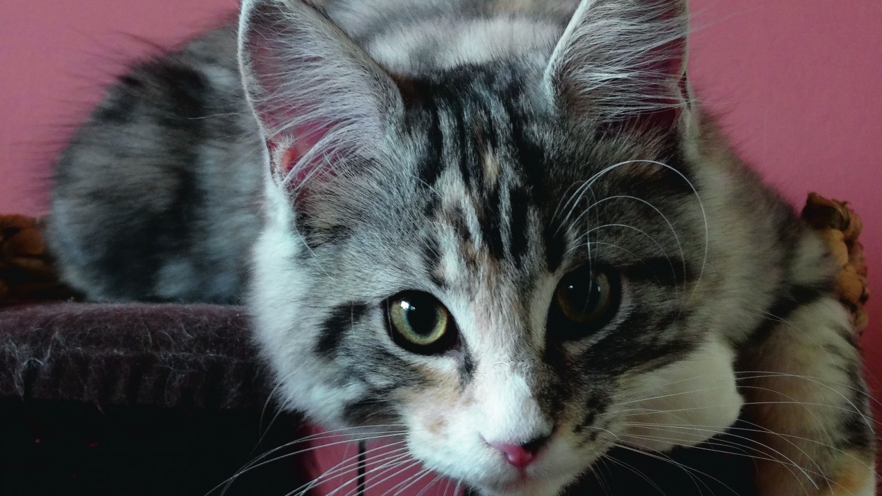 This 15-week-old Maine Coon kitten, Amber, lives with Kat and Kev in Boddam. Amber is our winner this week.