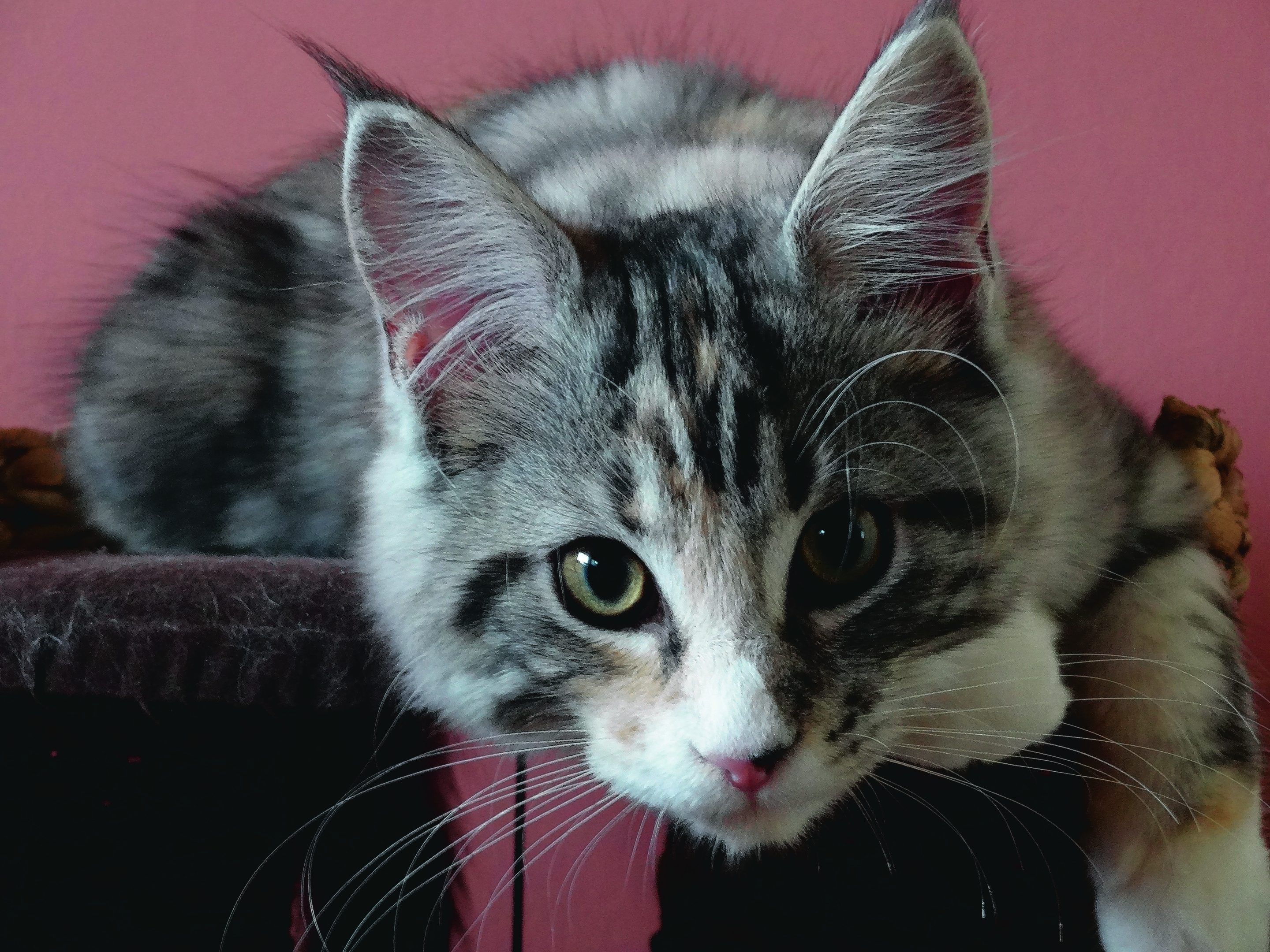 This 15-week-old Maine Coon kitten, Amber, lives with Kat and Kev in Boddam. Amber is our winner this week.