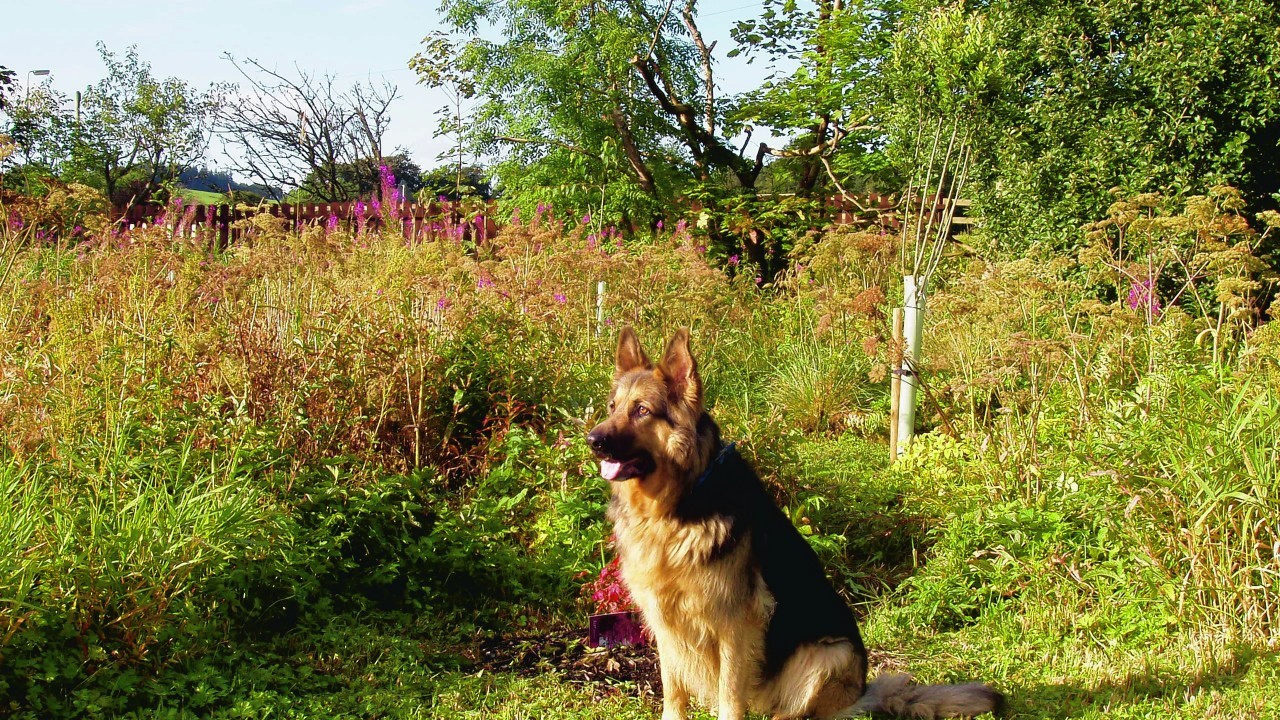 Baillie the German shepherd, pictured here at the Wetland Walk in Rothienorman, lives with Jim and Linda Porter.