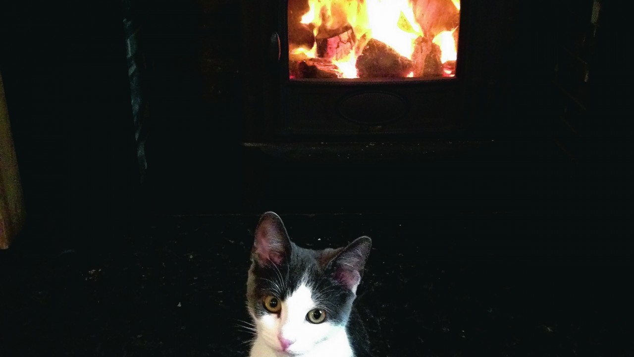 This is six-month-old Binky enjoying the fire on a horrible, rainy day. She lives in Strichen with Iain, Debbie and Levi the Labrador.
