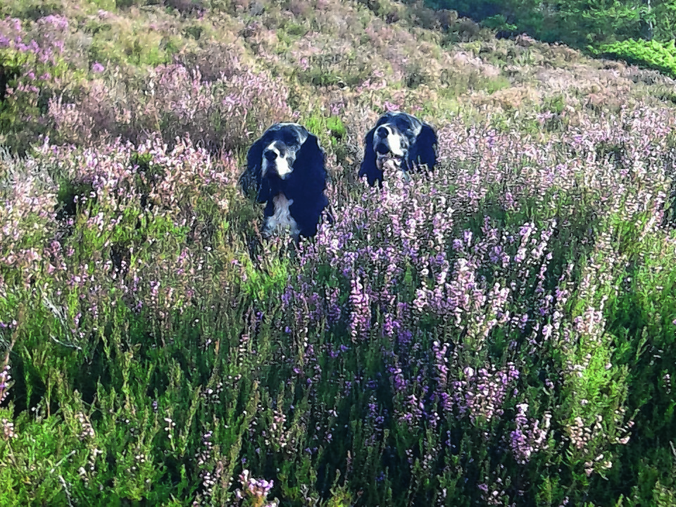 This is a photo of Bramble and Rowan in the heather coming over from Tomintoul. They live with Mike and Helen in North Connel.