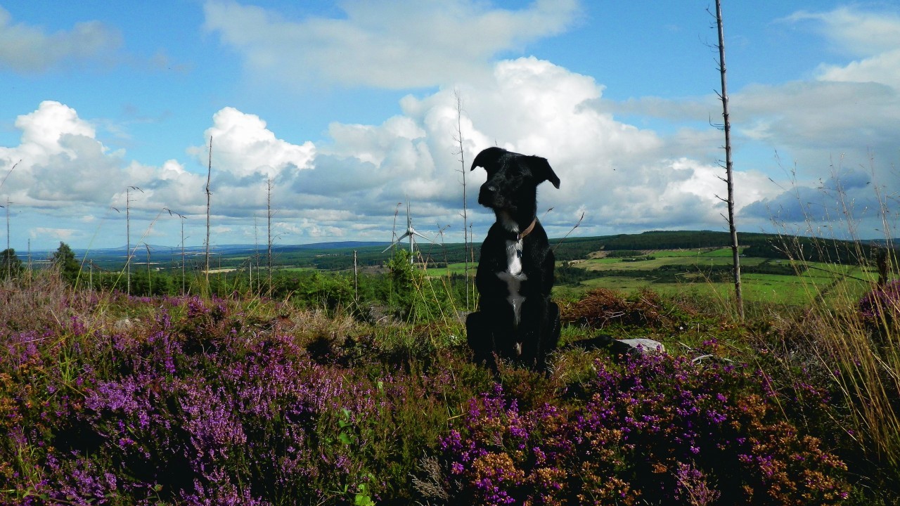 Tezz lives with the Shepherd family in Rafford, Forres.