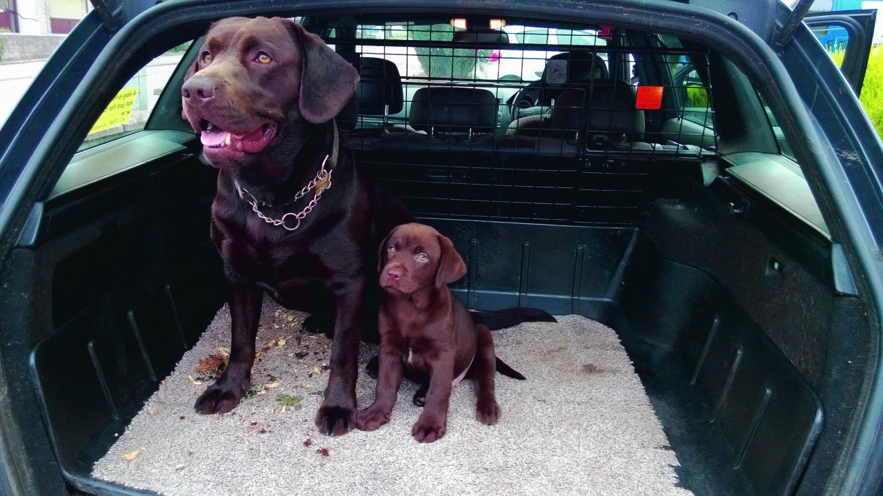 Chocolate labs Barney, 3, and Jake, 13 weeks, are the best of pals already. They live in Bucksburn with Diane and Andy.