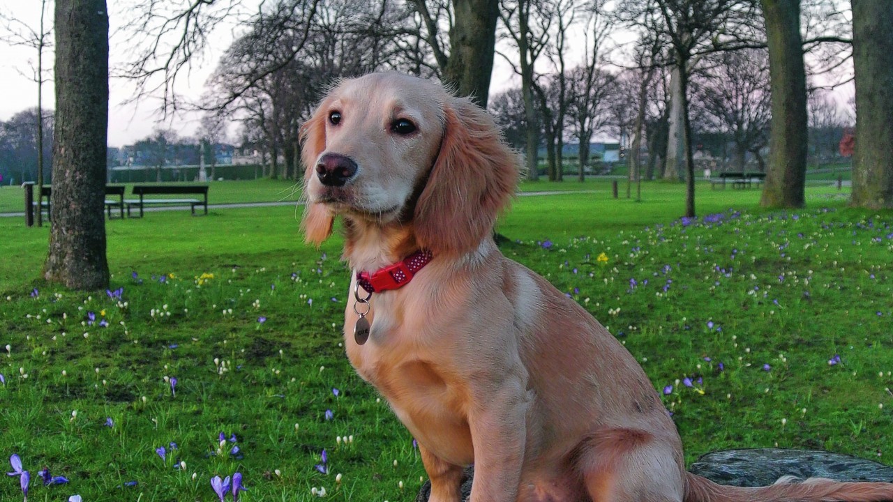 This is Ben the cocker spaniel at Duthie park. He lives with Elaine and Nick Toner in Aberdeen.