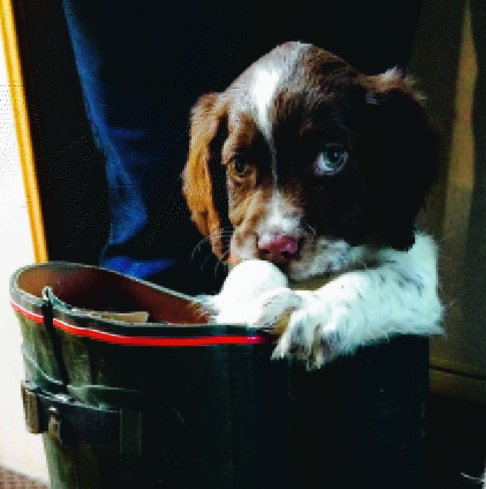 Molly the springer spaniel is the newest addition to the Mclean family who live in Gardenstown, Banff.