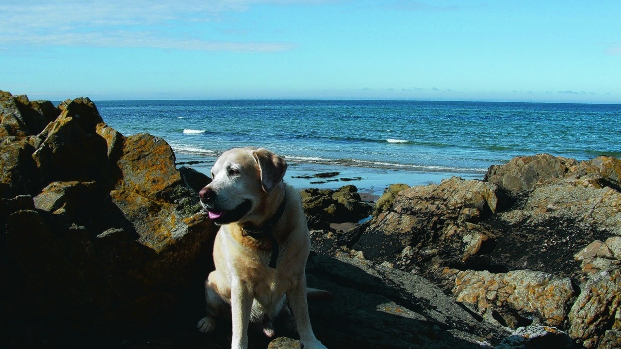 This is Quaig the golden labrador sun-bathing on his favourite Banff beach. He lives with the McIntosh family in Banff.