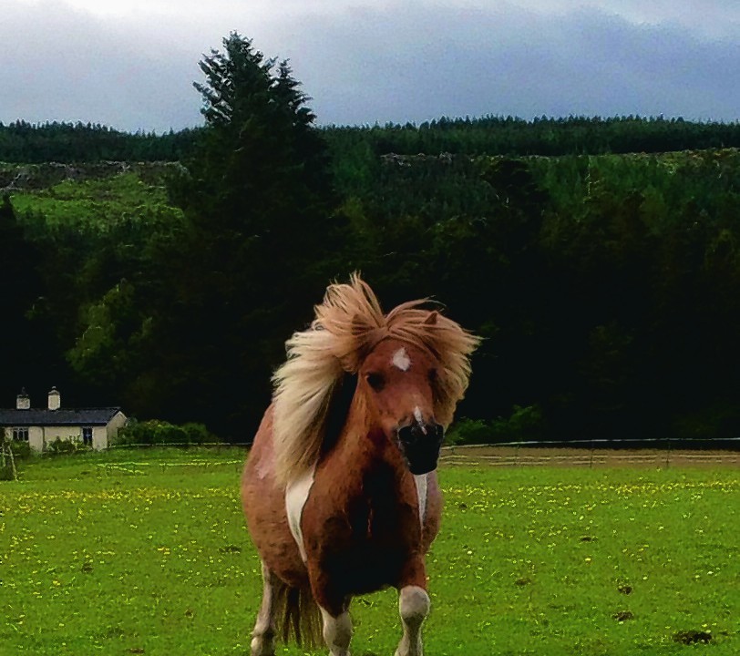 Here is wee miniature Shetland Scarlet trotting to meet her owners at the gate, she is very spoilt and has a very lovely nature. She lives with the Bow family in Gledf