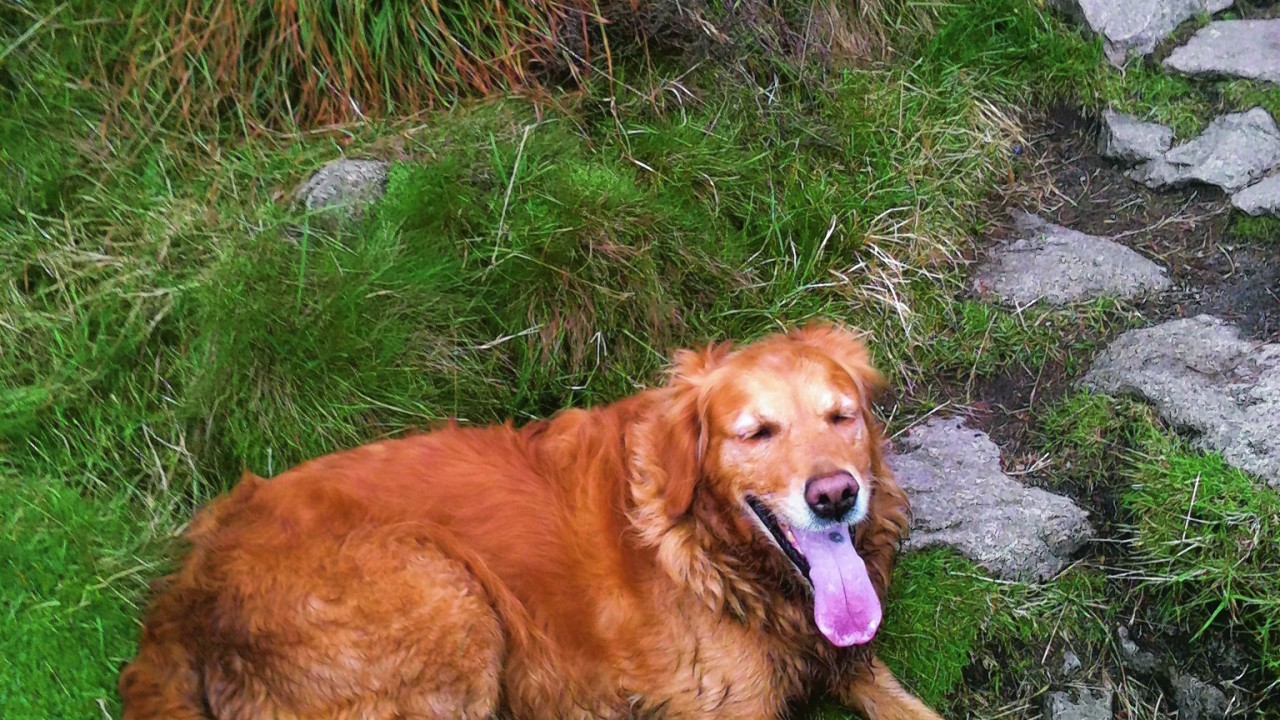 This is Tara having a rest on a walk up Bennachie. She lives with Steven, Elisabeth, Scott and Rachael in Turriff.