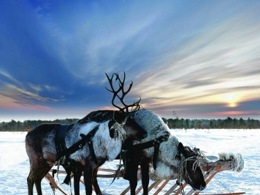 TRAVEL Lapland 09135669068