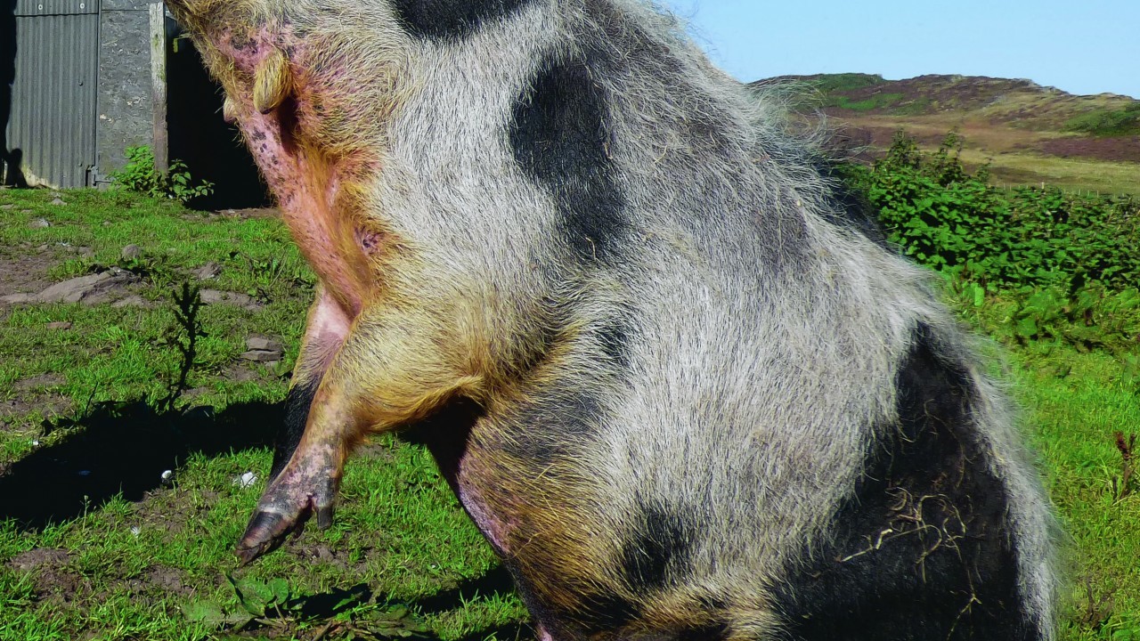Here is Annie the kune-kune pig begging for a tit-bit. She lives with George Campbell in Ulbster, Caithness.