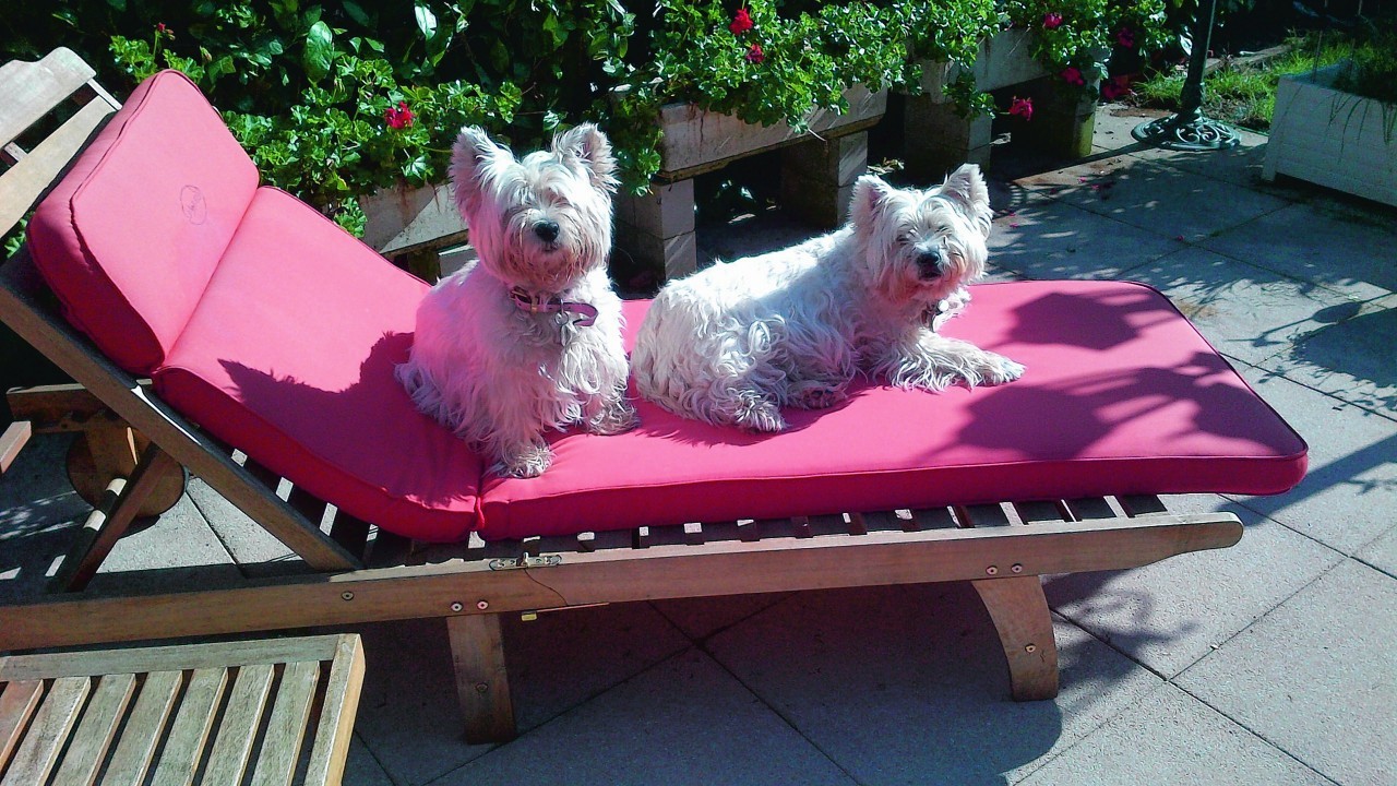 Cailaig and Sally were born in Cullen, Banffshire in Scotland and they now live in Geneva Switzerland.  Since this photograph was taken they have had their summer haircuts as they found sunbathing a bit hot and sharing the same lounger a bit difficult. They live with the Mackay family.