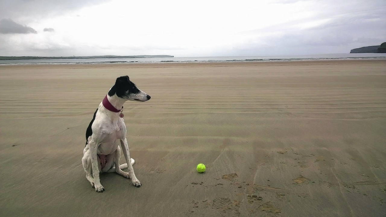 Daisy the lurcher was rehomed  a couple of months ago from Balmore, the SSPCA centre in Caithness. Here she is enjoying chasing her ball (and posing) out at Dunnet beach near Thurso. She lives with Shondie Maclean.