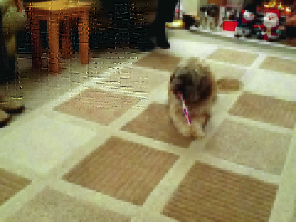 This is Dougal brushing his teeth after his breakfast. He stays with Sandy and Linda Morrison at Whitehills by Banff.