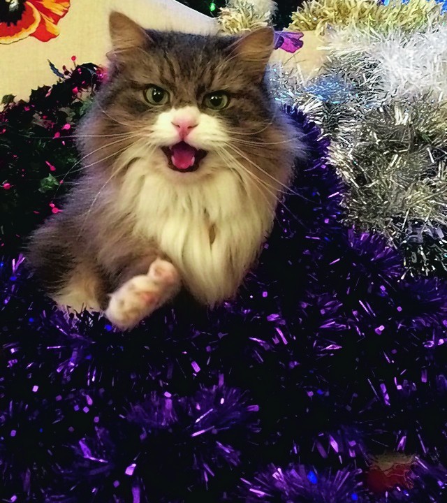 Ivan, a Siberian Forest cat, is meowing Season's Greetings to all P&J website viewers. Ivan lives in Edinburgh with his brother Boris and Karyn and Peter Fouin, both originally from Aberdeen.