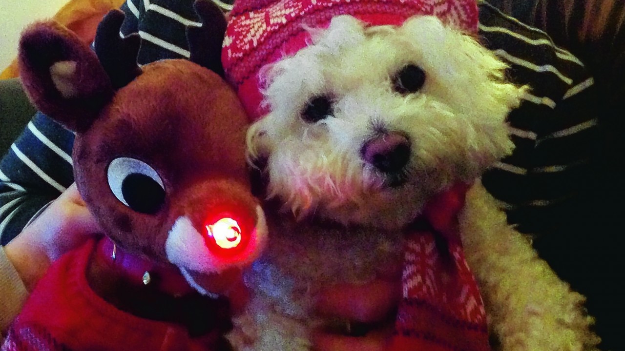 Here is the lovely Lola with her friend Rudolph the red nose reindeer. She lives with Ann Murray in Buckie.