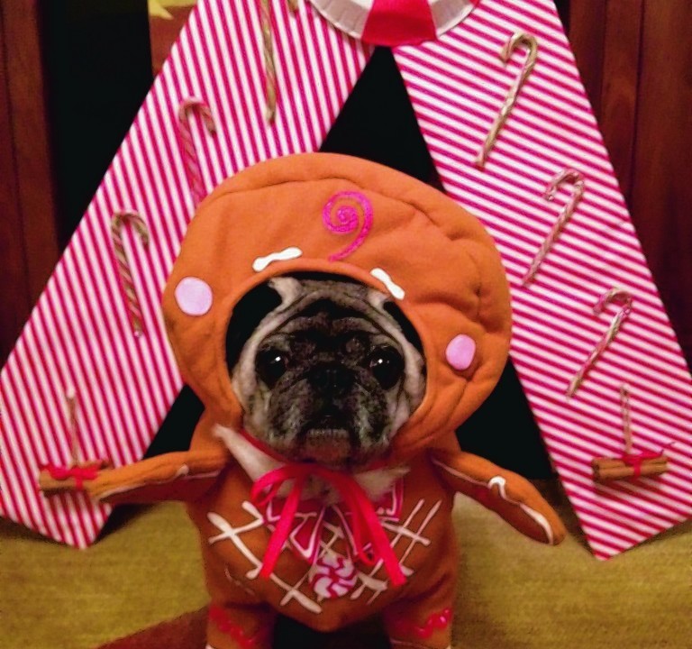 Louie the pug dressed up as a gingerbread pug to celebrate Christmas. Louie lives with Emma Coutts in Aberdeen.