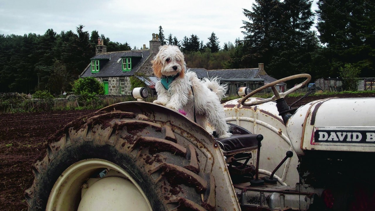 Mia the five-month-old cavachon puppy lives with Brian Mutch and Olivia Sim in Thurso.