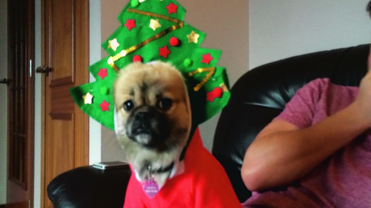 Bah Humbug it's that time of year again! Misch the Tibetan Spaniel lives with the Park family in Westhill.