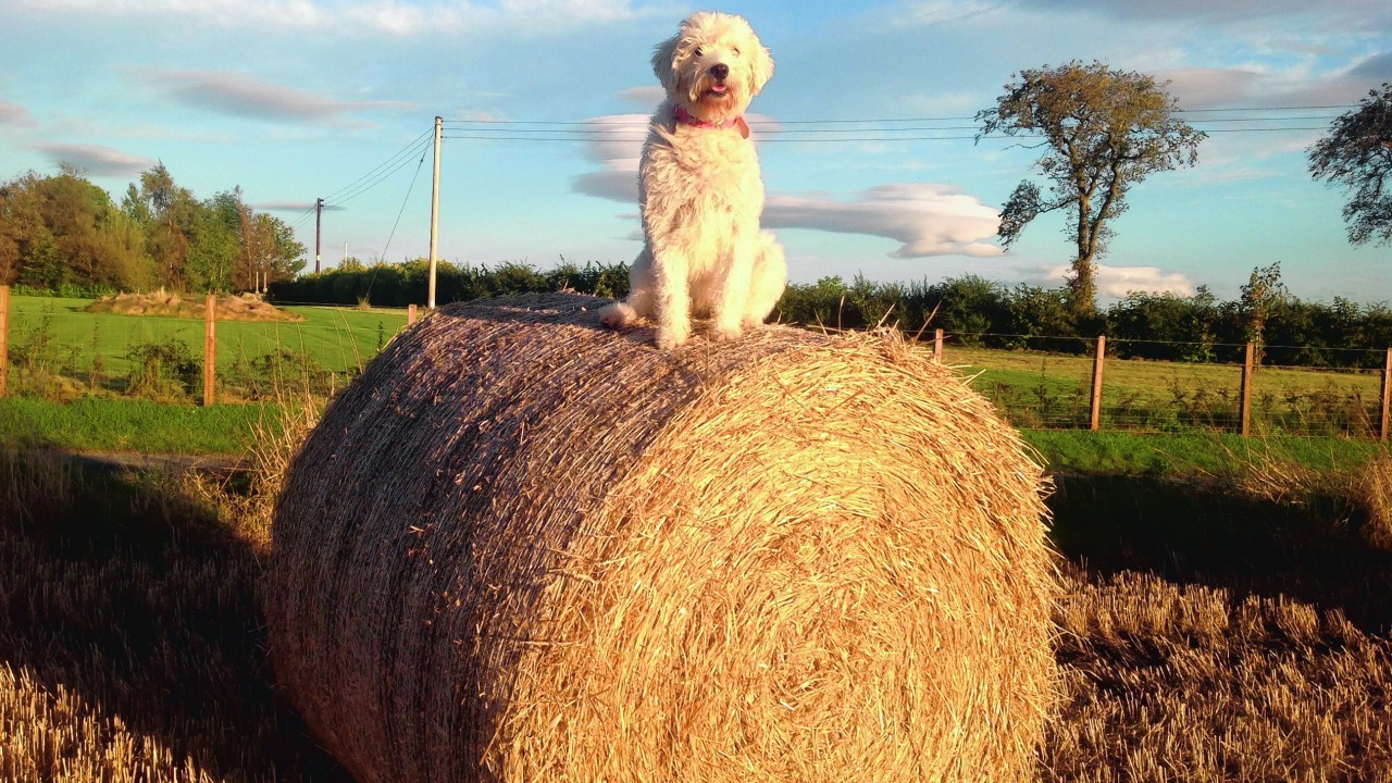 Here is Missy the labradoodle enjoying the straw bales near her home in Marnoch. She lives with Finlay, Naomi and Lexi Thomson.