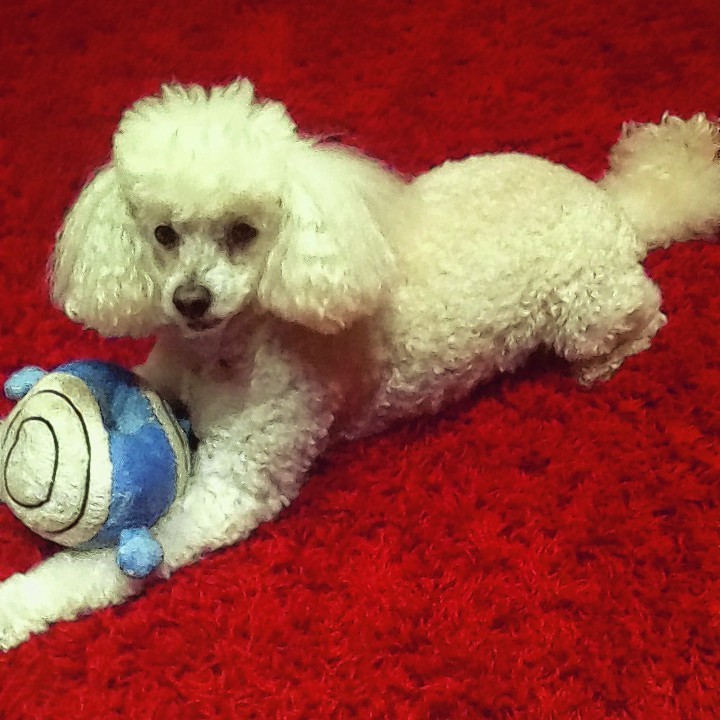 Poppy the poodle who is 11 with her favourite toy Mr Bump lives in Macduff with Lorna and Morrison Ewen.