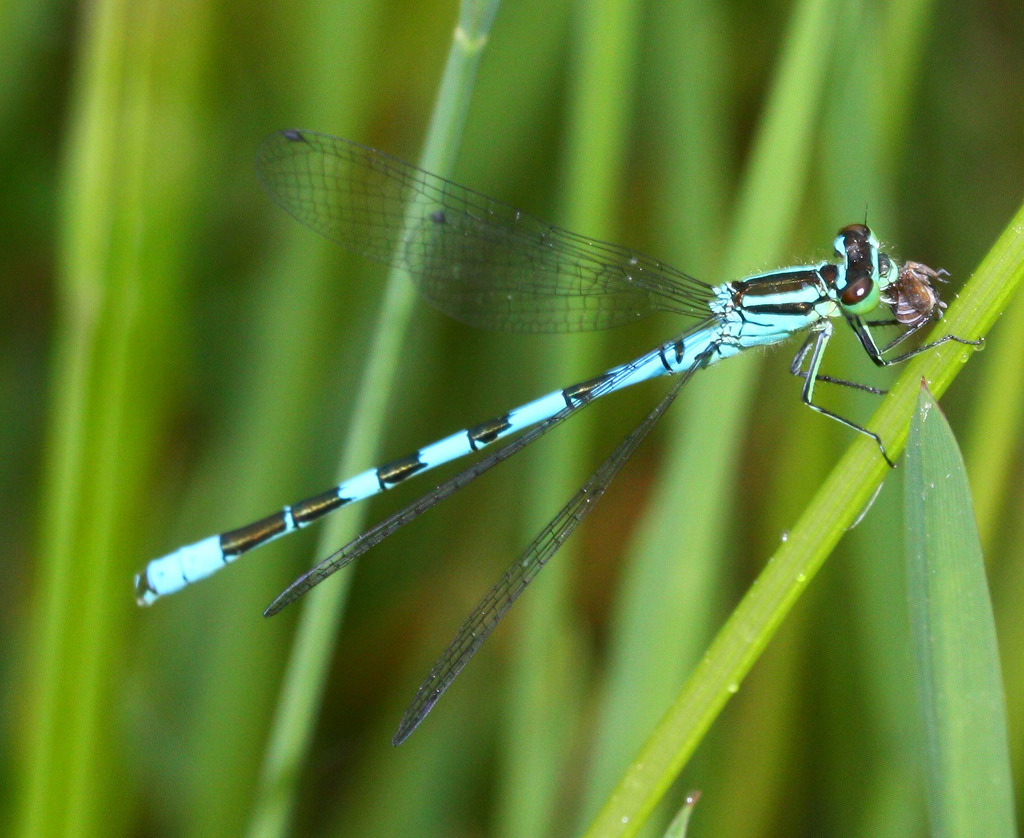 Northern damselfly